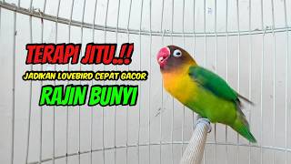 Lovebird FIGHTER Ngekek Panjang JAGO Memancing BUNYI, TERAPI JITU Agar Cepat BUNYI