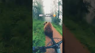 #funny #bear cycling 😂😂😂😂👍❤️