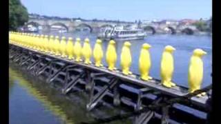 yellow  penguins