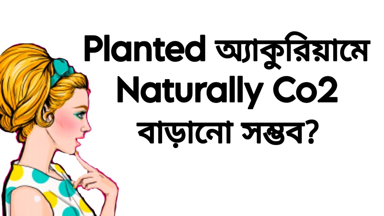 How to Increase co2 in Aquarium Naturally - YouTube