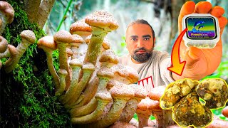 Hollanda'da Sihirli Mantar Denedim! ( Magic Mushroom Truffle ) | HAYATIMDAKİ EN İYİ VE TEK TECRÜBE!