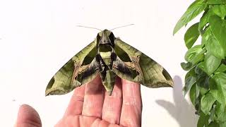 Pandorus Sphinx Moth