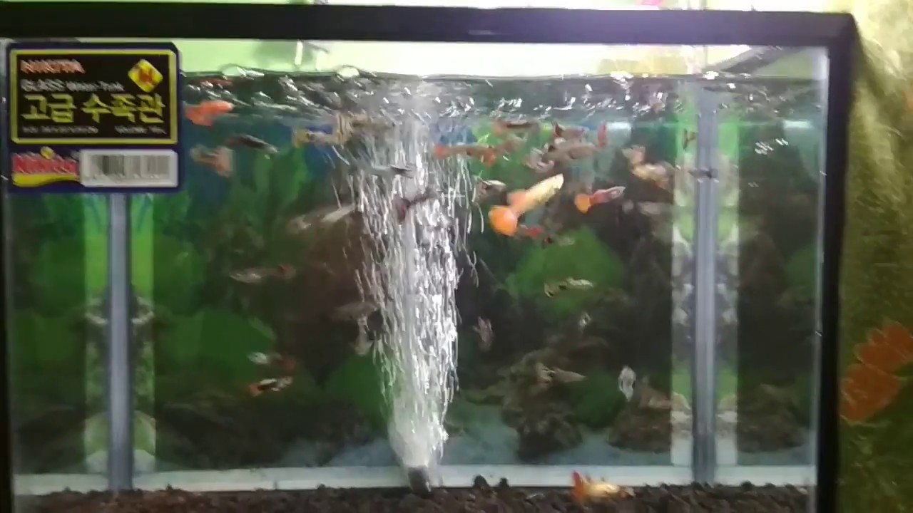 Aquarium baru untuk puluhan ikan Guppy.. Tonton sampai  