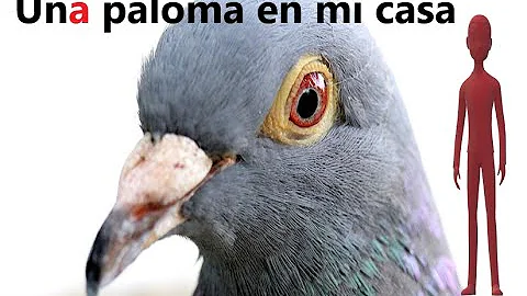 ¿Qué atrae a las palomas a una casa?