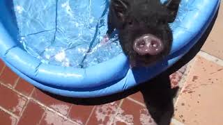Are Micro Mini Pigs Real?