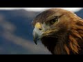 Pov eagle flight  natural world super powered eagles  bbc earth