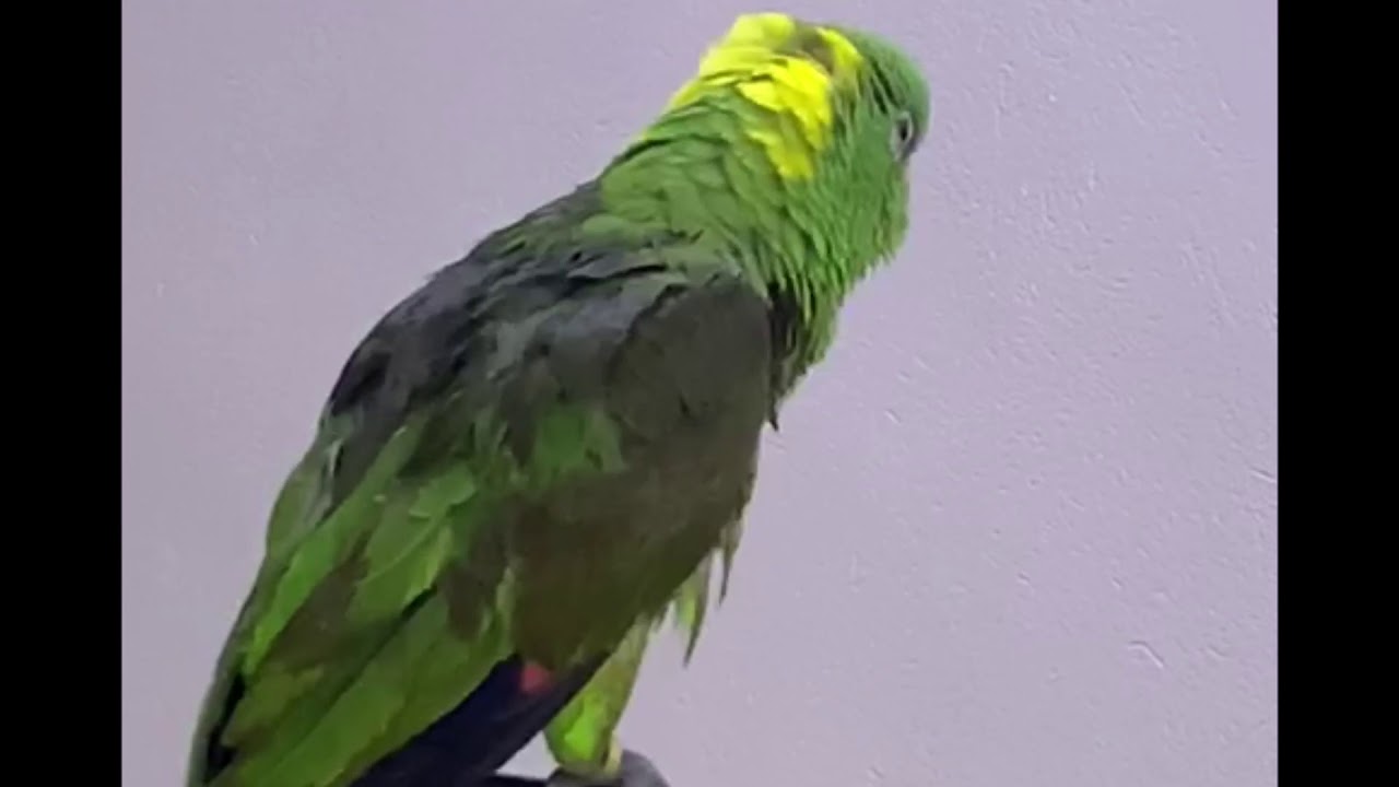 ابو صادق لطيور الناطقة جديد امزون العميد