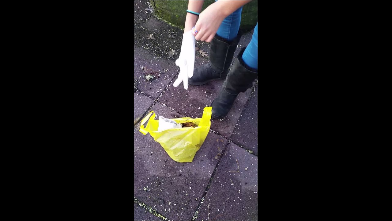 Girl picking up dog poop YouTube