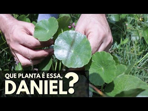 Vídeo: O que é Pennywort Whorled: Informações sobre plantas de Pennywort Whorled