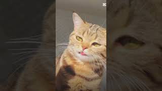 Download Lagu Halooo MP3