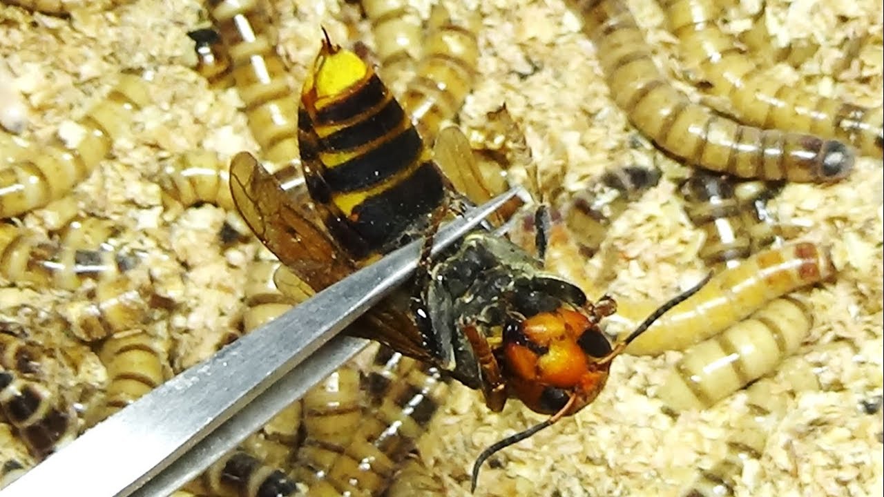What happens if you throw a giant hornet into a large group of