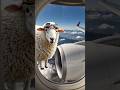 A fluffy cloud sheep floats by the wing.