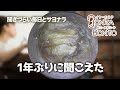 #耳掃除 1年ぶりに聞こえた