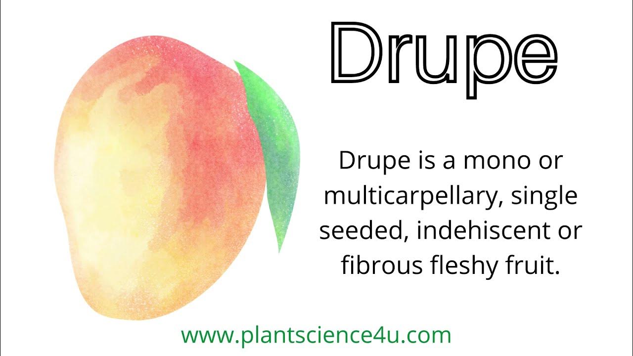 What is a Drupe? Examples of Drupe fruits YouTube