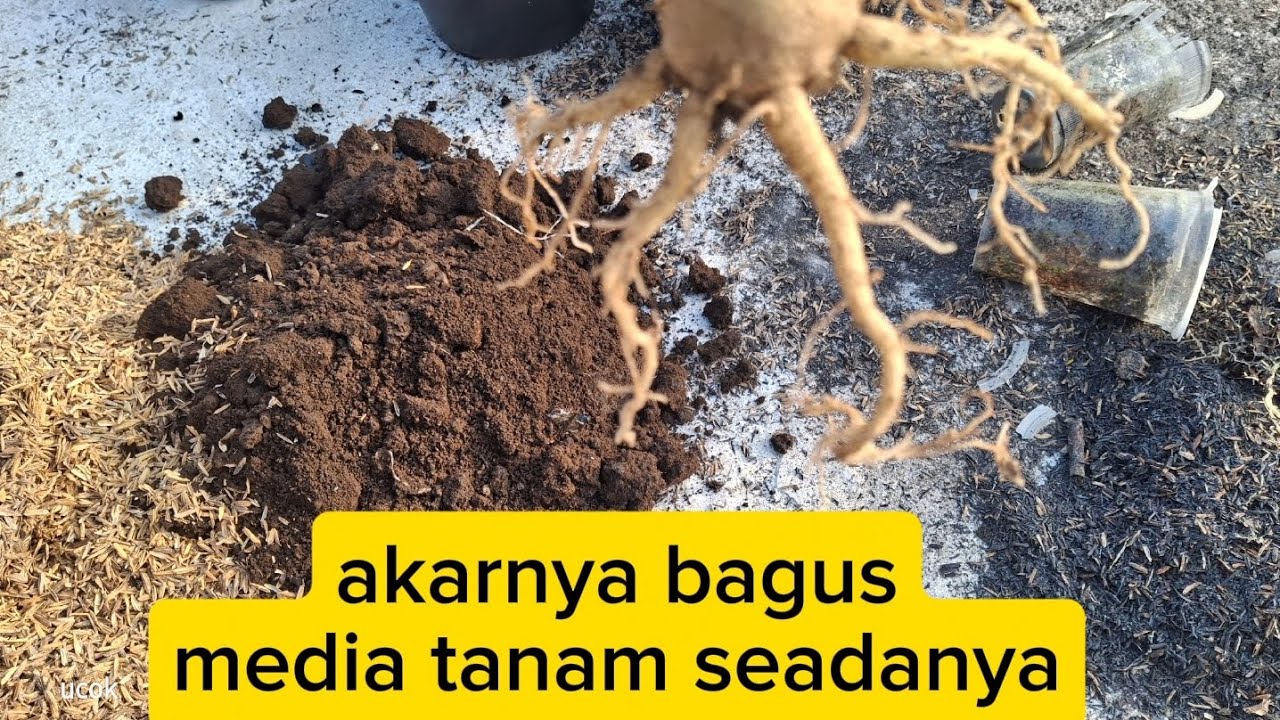 Program akar adenium