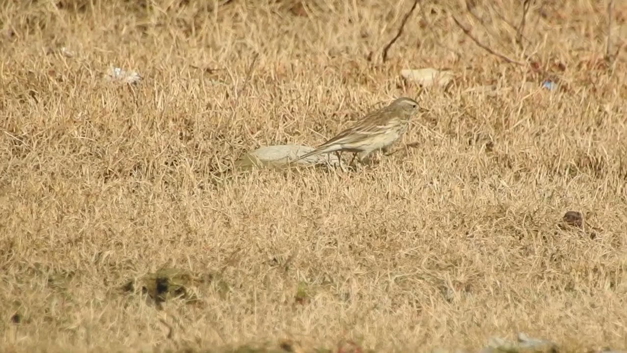 Water Pipit foraging near a stream in Kabal, Swat Valley, Pakistan.