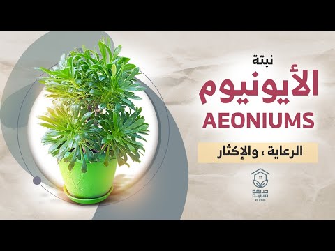 فيديو: دليل العناية بالخرشوف Agave: ما مدى ضخامة الخرشوف Agave