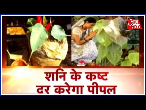 Dharm: Shani Ke Kasht Dur Karega Peepal