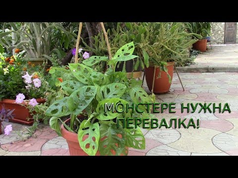 Video: Monstera сүйкүмдүү: бул көп казандарды талап кылат