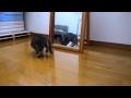 鏡と対峙する子猫