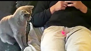 Cat Laser Pointer Funny Video 2021 || cat fun to Laser by Cute animal things 3,620 views 2 years ago 2 minutes, 25 seconds