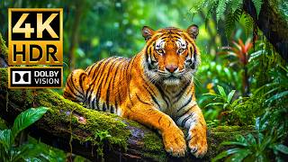 Ultimate Wildlife Demo In 4k Hdr  Hyperreal Animal World In Dolby Vision 120fps For 8k4k Tvs