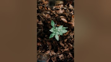 سورة الطارق         ( القارئ هزاع البلوشي )