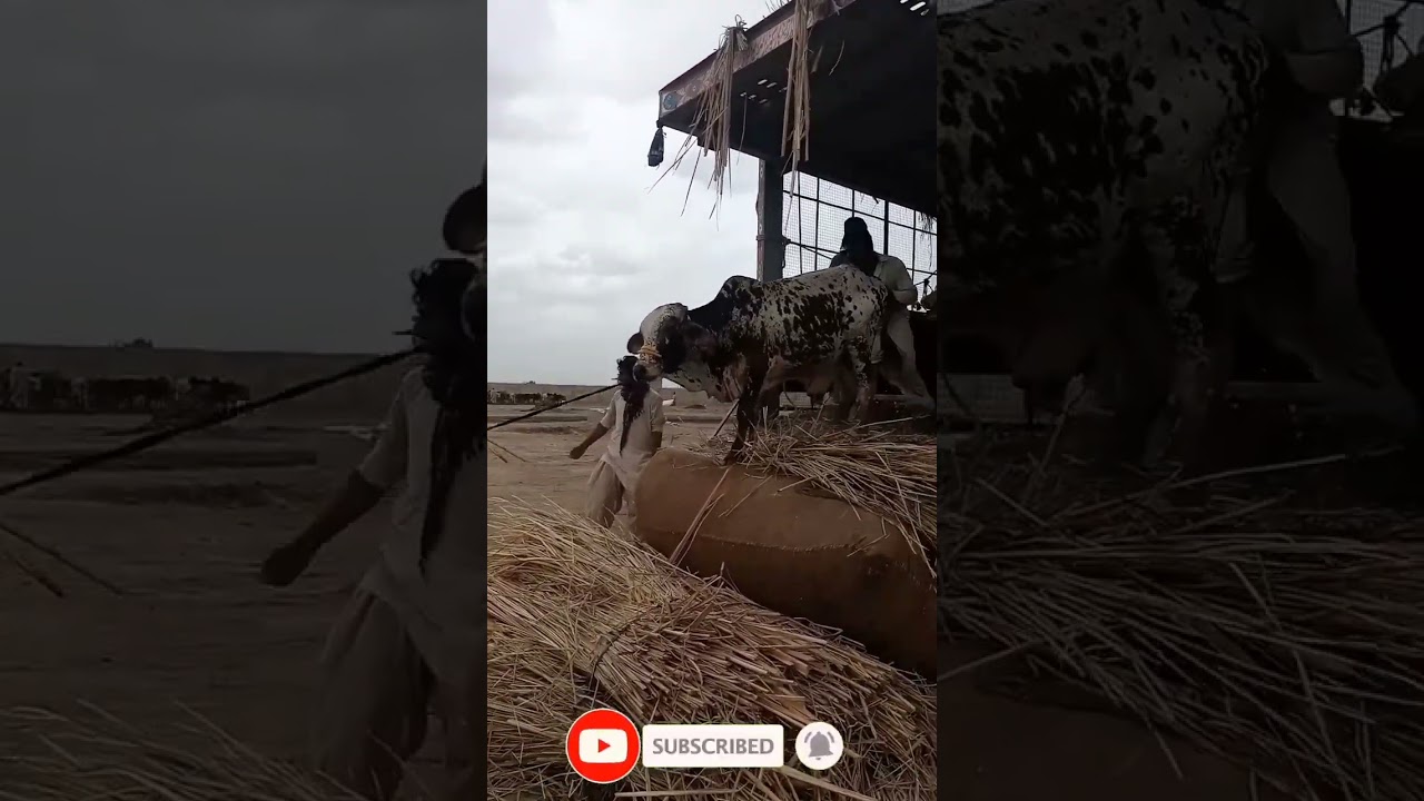 Dangerous Cow Unloading Today 