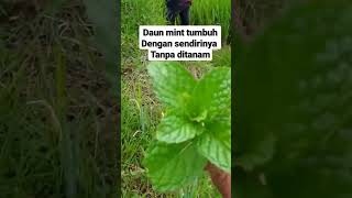 Daun mint dialam liar tumbuh dengan sendirinya#beranda #short #shorts