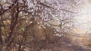 Rasti`sLove-spring melody