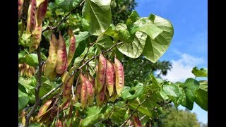 ハナズオウ 花蘇芳 の特徴 性質 剪定のポイント 葉がハートの形の木 加須市 久喜市 幸手市の植木屋 Youtube