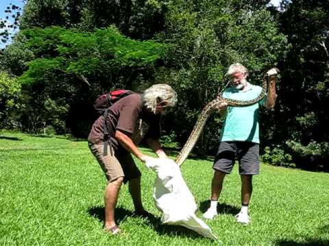 Huge Australian Python Relocation