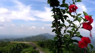 Flowers of bangladesh ,hibiscus rosa sinensis