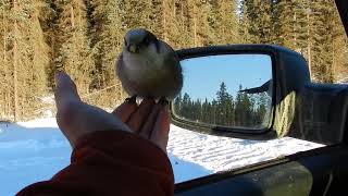 Friendly Little Bird Eats Crumbs From Man's Hand