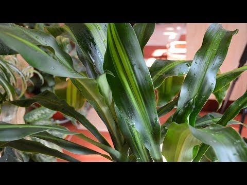 ვიდეო: Dracaena, სახეობები და შიდა კულტივაცია