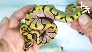 Pastel Enchi Yellowbelly x Spider Ball Python Clutch #K3Reptiles