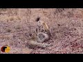 INCREDIBLE!!! - Leopard & Hyena FIGHT over Warthog that is STILL ALIVE!!!