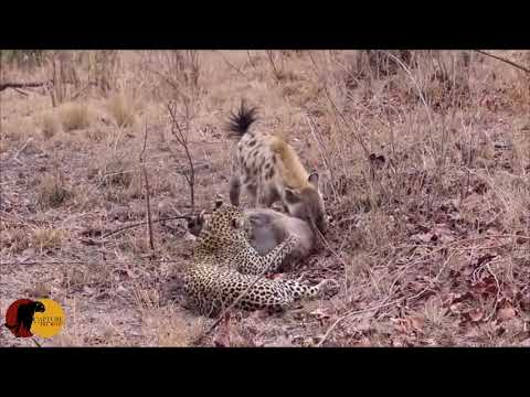 INCREDIBLE!!! - Leopard & Hyena FIGHT over Warthog that is STILL ALIVE!!!