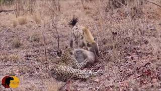 INCREDIBLE!!! - Leopard \& Hyena FIGHT over Warthog that is STILL ALIVE!!!