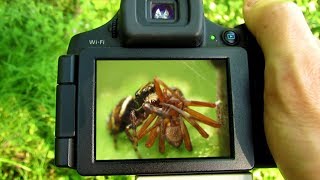 How to Capture Close Up Macro Dragonfly Photographs [Raynox DCR-150 Macro Lens]
