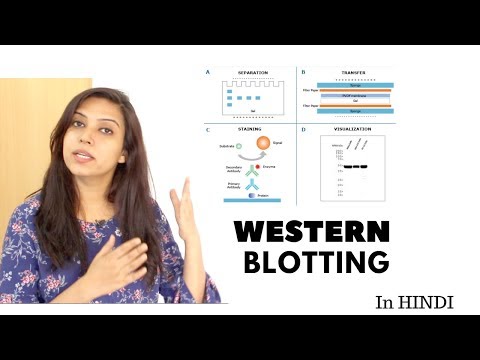 Video: Far western blotting nədir?