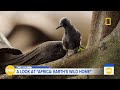 1st look at Nat Geo’s ‘Africa Earth’s Wild Home’