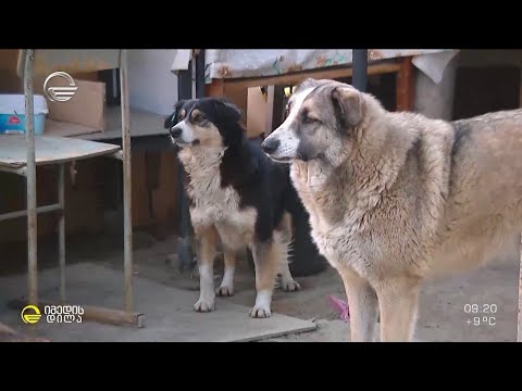 მზისა ჯიჯუასა და ქუჩის ძაღლების მეგობრობის ისტორია