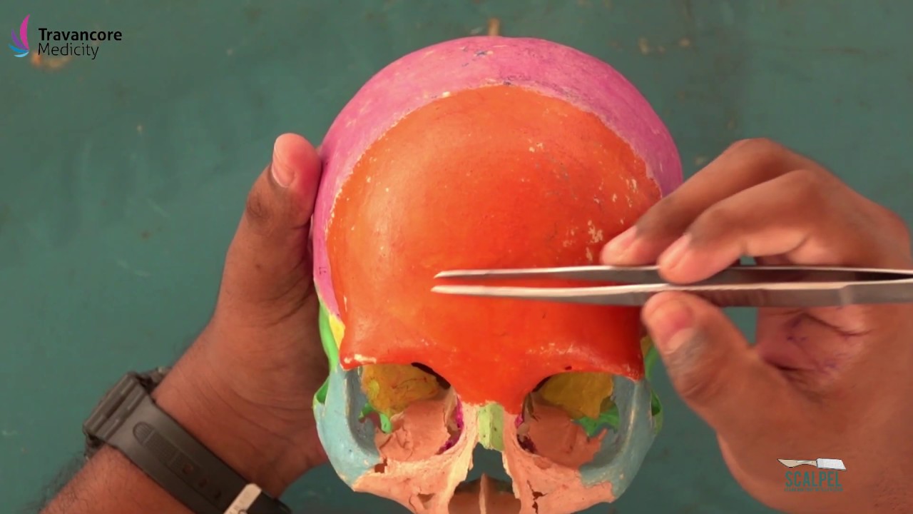 Skull Part-1 Norma Frontalis & Lateralis