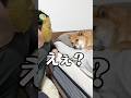 えぇ？また寝てるやん。みなさん良いお年を。 #柴犬 #shorts
