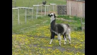 Llama Sproinging
