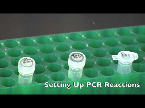 GMO Detection by PCR