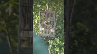 Download Lagu BURUNG PIKAT#birds #cat #animas #animalspecies #animation #kitten MP3