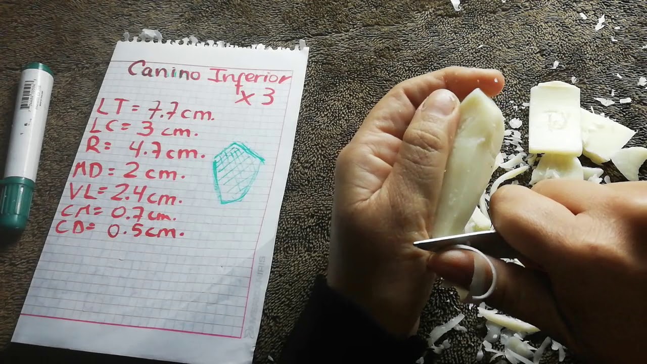 Tallado en jabón del Canino Inferior