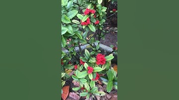 #shorts hoa đẹp | dung an suong | dung an suong travel